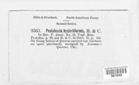 Monochaetia hysteriiformis image